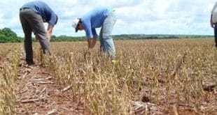 Norte de Minas - Perdas na agricultura podem chegar a 90% no Norte de Minas