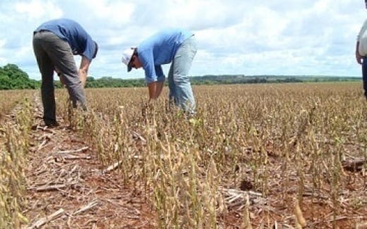 Norte de Minas - Perdas na agricultura podem chegar a 90% no Norte de Minas