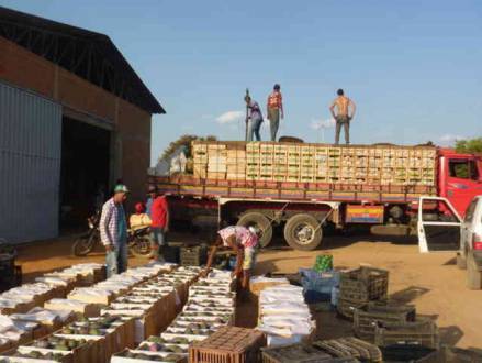 Norrte de Minas - PNAE ajuda produtores do Jaíba na comercialização de produtos em Belo Horizonte