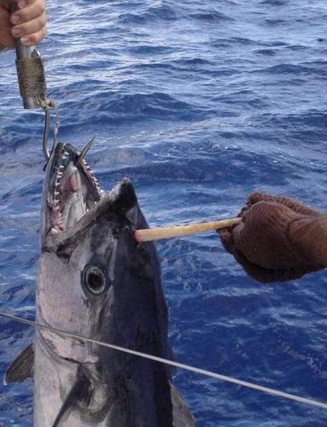 Homem garante ter pescado atum 'unicórnio' na Austrália