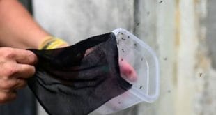 Chikungunya é parecida com a dengue e tem os mesmos sintomas: febre, dores nas articulações, mal-estar