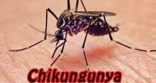 Brasil - Casos da febre chikungunya já chegam a 828