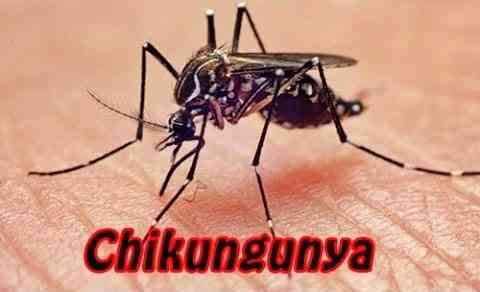 Brasil - Casos da febre chikungunya já chegam a 828