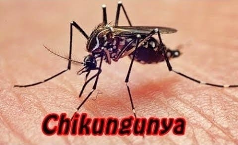 Saúde - Brasil registra 299 casos de chikungunya transmitidos em três estados