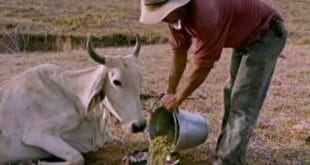 Norte de Minas - Seca deixa prejuízo de R$ 1,5 bilhão no Norte de Minas