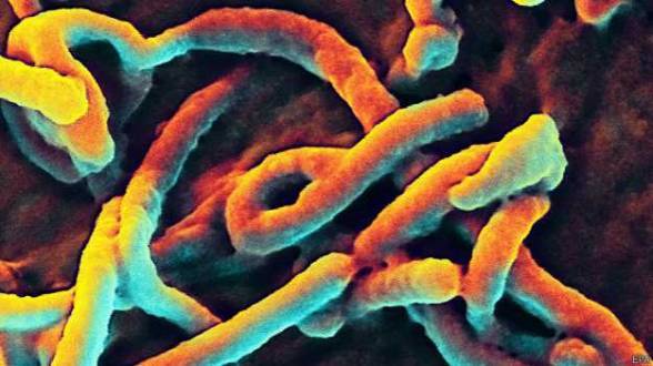 África - Senegal é declarado oficialmente país livre de ebola pela OMS
