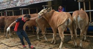 Vacas vendidas para o sacrifício procedem da Austrália