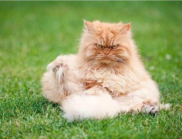 grumpy3