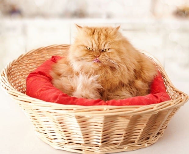 grumpy6