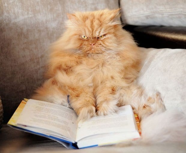 grumpy9