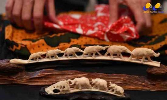 Esta é a primeira operação da Interpol visando indivíduos procurados por delitos contra o meio ambiente, como o tráfico de Marfim