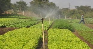 MG - Seminário discute uso de água na irrigação