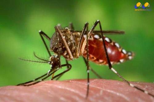Montes Claros - Prefeitura promove ações educativas contra a dengue
