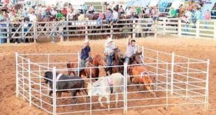 Team Penning - Foto: Solon Queiroz
