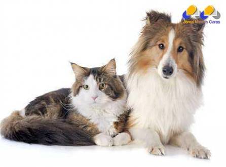 Cerca de 3% dos suíços comem carne de gato ou de cachorro