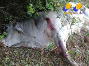 Norte de Minas - Touro de rodeio mata homem e ataca PMs em Matias Cardoso