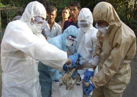 Oriente Médio - Líbia registra 5 casos de morte por gripe aviária