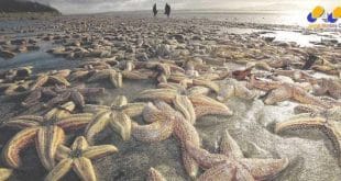 Morte de milhões de estrelas-do-mar pode ter sido por vírus