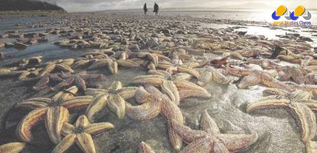 Morte de milhões de estrelas-do-mar pode ter sido por vírus