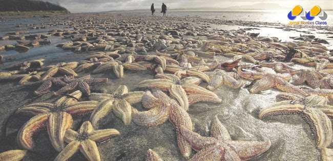 Morte de milhões de estrelas-do-mar pode ter sido por vírus