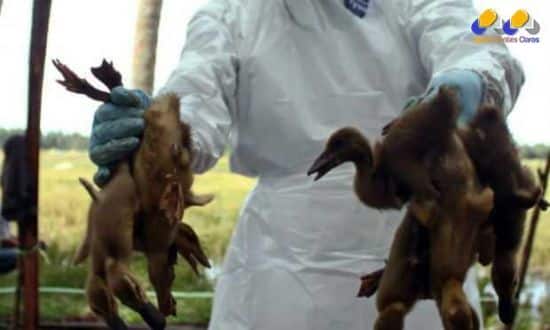 Milhares de aves foram sacrificadas mediante o emprego de gás carbônico