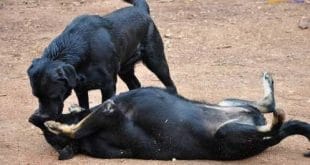 Montes Claros - Prefeitura credencia empresas para prestação de serviço de castração de cães‏