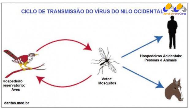 Brasil - Ministério da Saúde confirma primeiro caso de 'febre do Nilo' no brasil