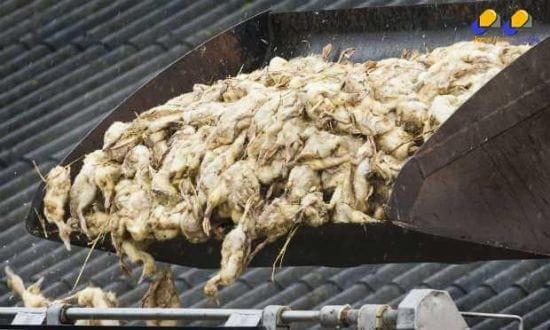 Ásia - Japão detecta foco de gripe aviária e sacrifica 4 mil frangos