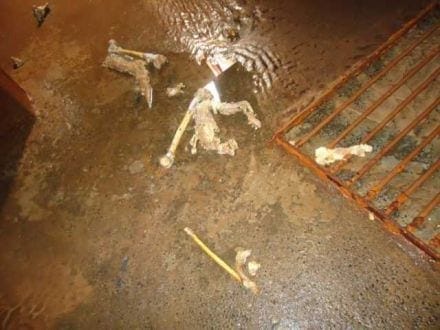 Norte de Minas - COPASA terá que indenizar vizinhos de São Francisco que tomaram água contaminada por restos mortais