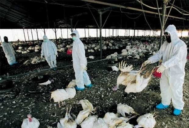 Ásia - Japão ordena abate de 42 mil frangos por causa de novo surto de gripe aviária