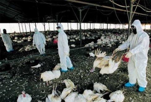 Ásia - Japão ordena abate de 42 mil frangos por causa de novo surto de gripe aviária