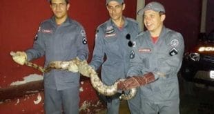 Montes Claros - Bombeiros de Montes Claros capturam Jiboia de 1,90 metro dentro de Galinheiro.