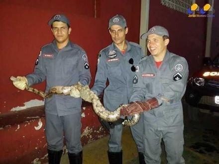 Montes Claros - Bombeiros de Montes Claros capturam Jiboia de 1,90 metro dentro de Galinheiro.