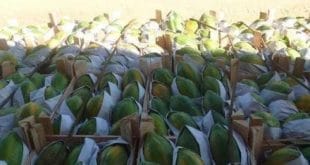 Norte de Minas - Emater/MG orientou mais de 9 mil agricultores no fornecimento de alimentos para o Programa Nacional de Alimentação Escolar