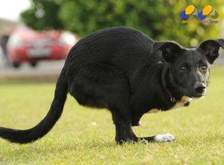 Cachorro perdeu as patas dianteiras e precisou se adaptar, mas vive feliz, segundo seus donos