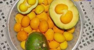 Saúde - Os Benefícios do Pequi para a saúde