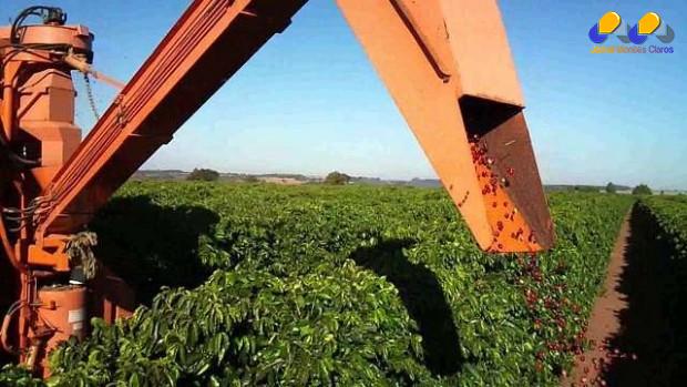 Norte de Minas se prepara para a colheita do Café do Cerrado