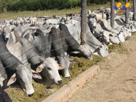 Norte de Minas - Confinamento é alternativa para engorda de bovinos no período da seca no Norte de Minas