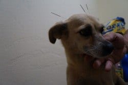 Saúde Animal - Acupuntura no mundo animal