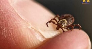 Carnaval 2015 - Folia de carnaval em áreas rurais e silvestres exige cuidados com carrapatos