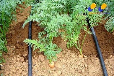 Norte de Minas - Emater/MG orienta produtores sobre economia de água na irrigação
