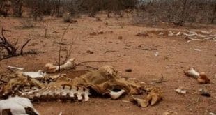 MG - Mais uma cidade de Minas Gerais decreta emergência devido à seca