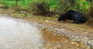 MG - Boi invade cidade e é morto pela PM