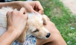 Saúde - Carrapato: parasita causa doenças fatais em bichos e humanos