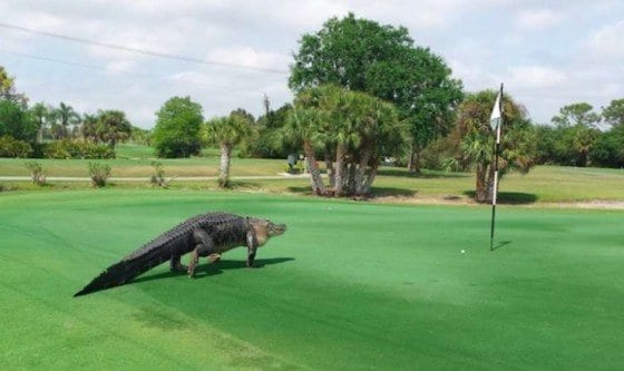 aligatorcampogolfe3