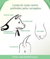 carrapato