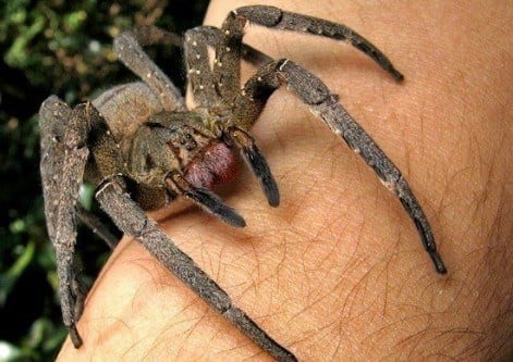 Aranha armadeira (Crédito: Mega Curioso)