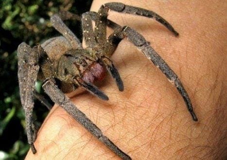 Aranha armadeira (Crédito: Mega Curioso)