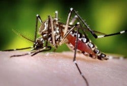 Brasil - Casos de dengue aumentam 139% no Brasil