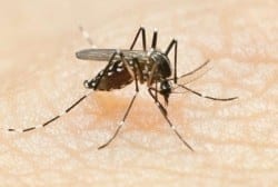 No estado, os dados são referentes aos meses de janeiro e fevereiro e mostram 38.714 casos de dengue